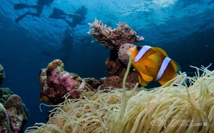 Cairns – Tips for a great day of diving on the GBR