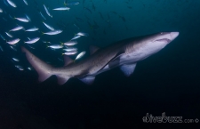 Shark Attacks – The Shark’s Perspective