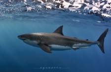 Why a shark cull is not a solution to beach safety