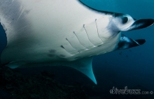 Historic day for shark and manta ray protection
