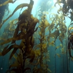 The demise of Tasmania’s giant kelp forests