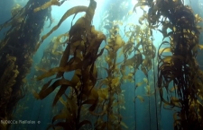 The demise of Tasmania’s giant kelp forests