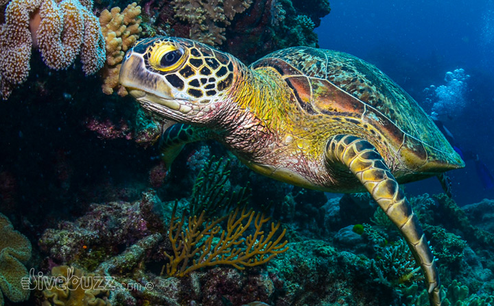 Ten facts about sea turtles