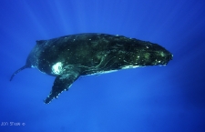 Swimming with whales in Tonga