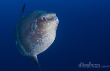 Mola Mola Madness – The sunfish of Nusa Penida